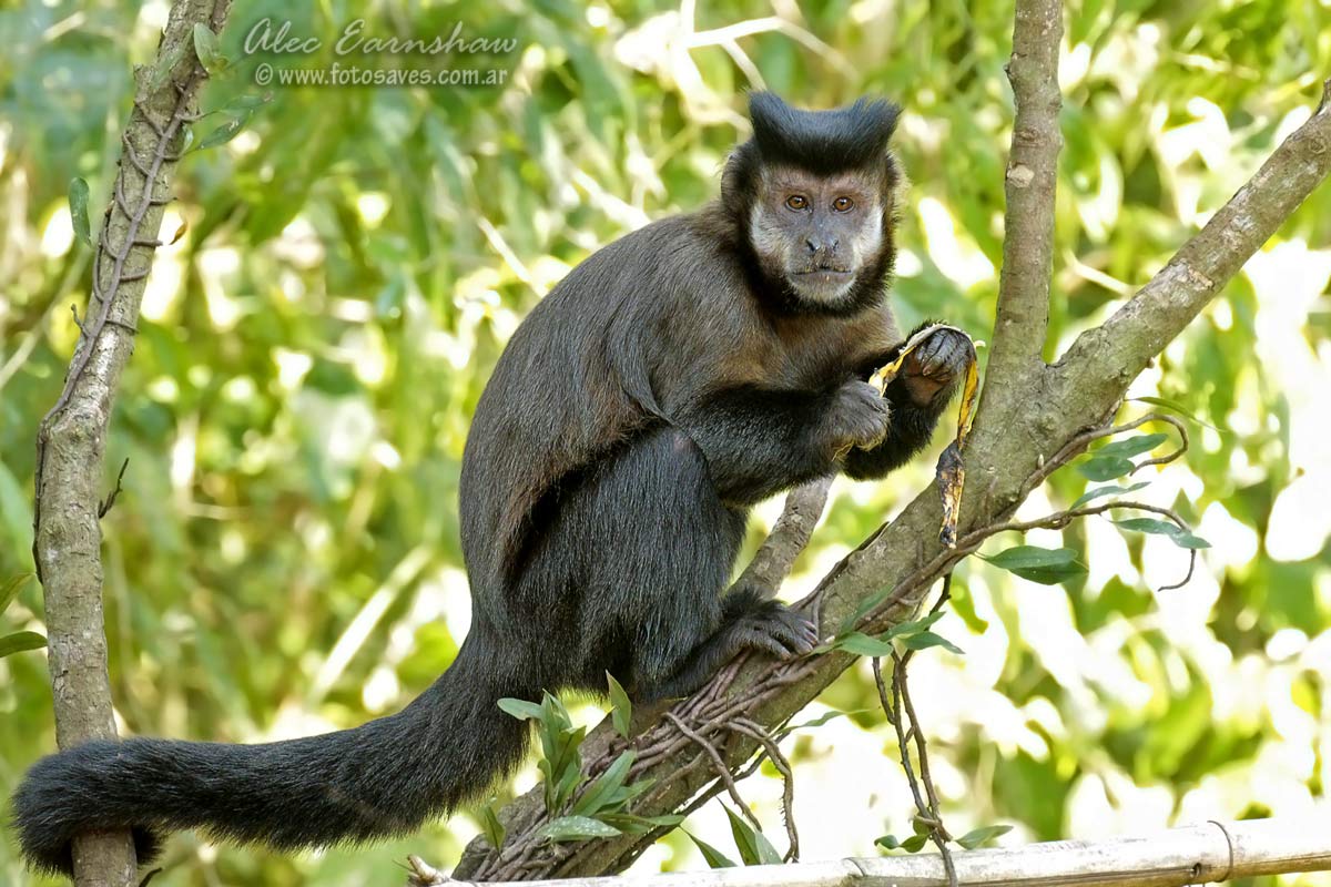 Photos of Primates, Cebidae, Argentina
