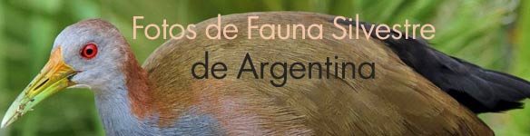 Fotos de aves de Argentina