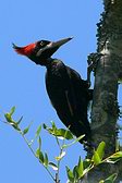 Cream-backed Woodpecker