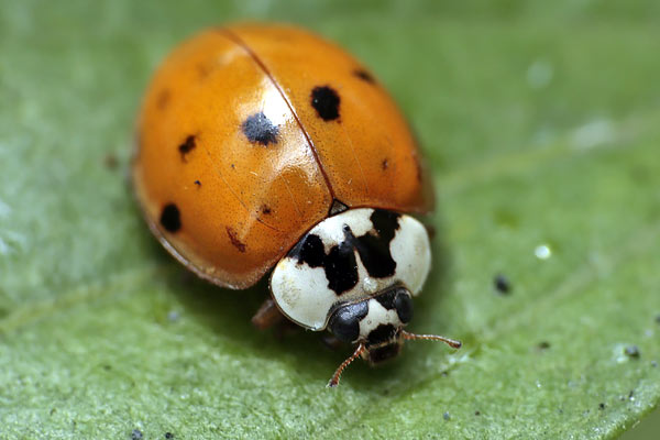 Photos of Insects / Insectos - Argentina