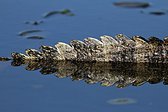 Green-barred Woodpecker