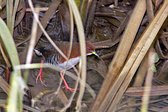 Chilean Flicker