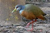 Chilean Flicker