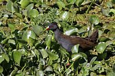 Chilean Flicker