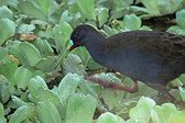 Chilean Flicker