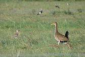 Chilean Flicker