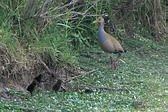 Chilean Flicker