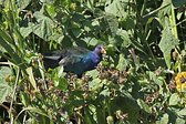 Chilean Flicker