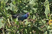 Chilean Flicker