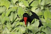 Chilean Flicker