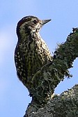 Checkered Woodpecker