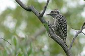 Checkered Woodpecker