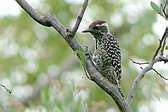 Checkered Woodpecker