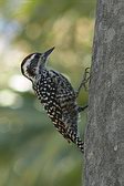 Checkered Woodpecker