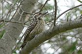 Checkered Woodpecker