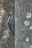 Checkered Woodpecker