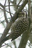 Checkered Woodpecker