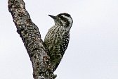 Checkered Woodpecker