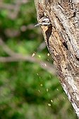 Checkered Woodpecker