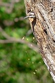 Checkered Woodpecker