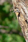 Checkered Woodpecker