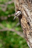 Checkered Woodpecker