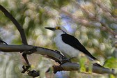 White Woodpecker