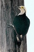 White Woodpecker