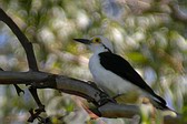 White Woodpecker