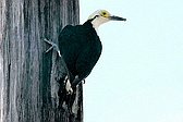 White Woodpecker