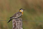 Green-barred Woodpecker