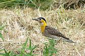 Field Flicker