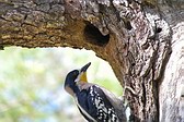 White-fronted Woodpecker