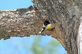 White-fronted Woodpecker