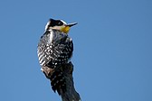 White-fronted Woodpecker