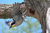 White-fronted Woodpecker