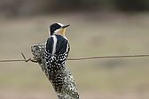 White-fronted Woodpecker