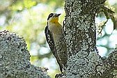 White-fronted Woodpecker