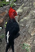 Magellanic Woodpecker