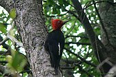 Magellanic Woodpecker