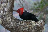 Magellanic Woodpecker