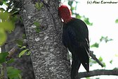 Magellanic Woodpecker