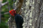 Magellanic Woodpecker