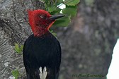 Magellanic Woodpecker