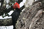 Magellanic Woodpecker