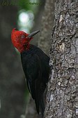 Magellanic Woodpecker