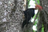 Magellanic Woodpecker