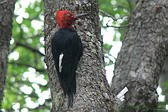 Magellanic Woodpecker