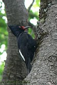 Magellanic Woodpecker