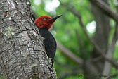 Magellanic Woodpecker